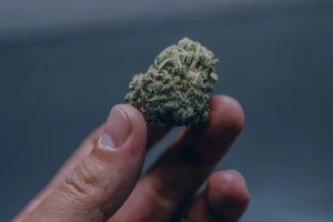 Miami Weed Quest: Seeking the Ultimate High