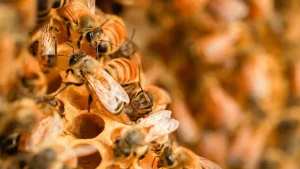 The Pollen Queen: A Chronicle of the Queen Bee for Sale’s Rule